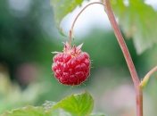 Почему малина не дает ягод