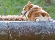 Милі фото з життя чарвного коргі (Фото)