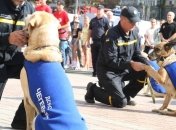 Настоящие герои: как награждали четвероногих спасателей ГСЧС (Видео)