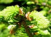 Еловый мед от гриппа спасает