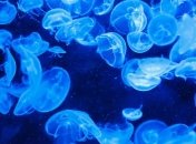 Ученые научились контролировать движения медуз и ускорили их втрое