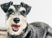 Цвергшнауцер — самый маленький среди шнауцеров