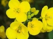 Козаченко: Аграрии будут меньше сеять рапса 