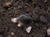 Как избавиться от кротов без использования ядов