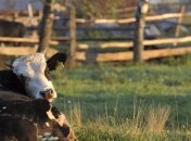 Премьер выступает за создание закупочных кооперативов в селе