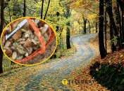 Продолжается время "грибной охоты"