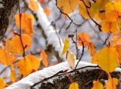 Погода в Украине 16 ноября: преимущественно мокрый снег, местами без осадков