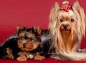 Задумайтесь, прежде чем завести домашнего питомца!