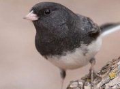 Ученые: У мигрирующих птиц более короткие теломеры