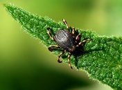 Как самостоятельно удалить клеща из-под кожи