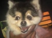 Похищенную собаку Старриджа нашли