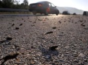 Жаби на дорозі