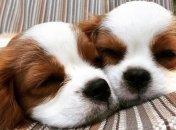 Канада отменила все коммерческие разрешения на ввоз щенков из Украины