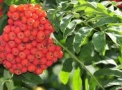 Узнайте, чем полезна рябина