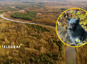 Собаки зони відчуження змінили колір