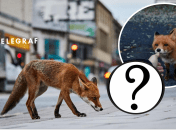 Почему лисы приходят в города к людям