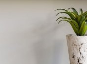 Сок алоэ поможет вылечить насморк