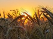 Урожай-2020: какие области лидируют по сбору зерна