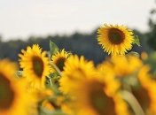 Холодные ночи и дожди: какой будет погода в ближайшие дни 