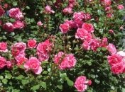 Погода в Украине 29 мая: грозы и дожди, на западе - без осадков