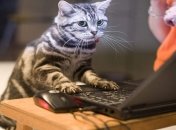 Какие пароли используются чаще всего?