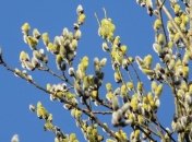 Вербное воскресенье: что нельзя делать в праздник