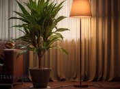 Існує близько 100 видів драцени, які відрізняються формою, розміром та кольором листя