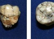 Установили причину, по которой вымерли гигантские человекоподобные обезьяны 