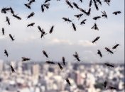 Мошки – неприятная проблема в летнее время