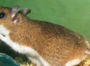 Распространенный американский грызун оказался способным распространять коронавирус