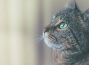 Кот напал на командира и заставил его экстренно посадить самолет