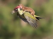 Дятел, который прокатил ласку, стал звездой Интернета (Видео)