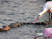 Некоторые птицы готовы пожертвовать собой аллигаторам ради спасения стаи