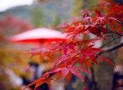 21 ноября. Приметы дня