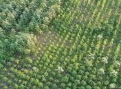 У Херсонській області виявили конопляне поле вартістю 300 млн грн: як воно виглядає (фото)