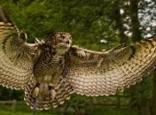 Птицы, которых можно отнести к самым крупным и опасным хищникам планеты (Фото)