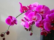 Комнатные растения, цветущие зимой