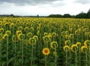 Вышли в лидеры: Украина стала крупнейшим экспортером подсолнечного масла в мире