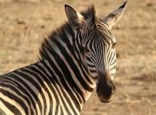 Стало известно, зачем зебрам полоски