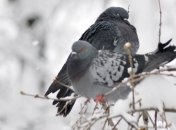 Морозы возвращаются: в Украине снова похолодает 