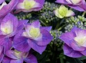 Приметы и обряды на 4 июля - Ульянов день