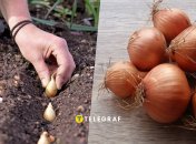 Коли садити цибулю