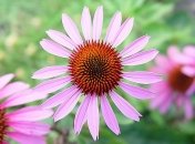 Эхинацея - полезные свойства и противопоказания