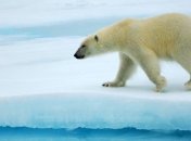 Белые медведи нападают на дельфинов