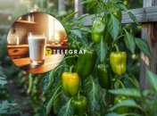 Перец даст обильный урожай