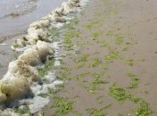 В Мексиканском заливе нашли гигантскую "мертвую зону"