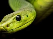 Новим вірусом жителів Китаю могли заразити змії