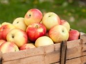 Яблоня – неприхотливое в уходе дерево, дающее вкусные плоды