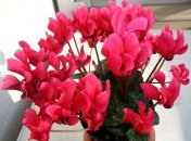 Цикламен - один из цветов, притягивающих в жилище позитив