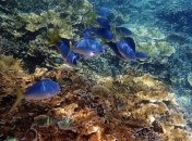 Исследование: Изменение климата может стать губительным для морских флоры и фауны